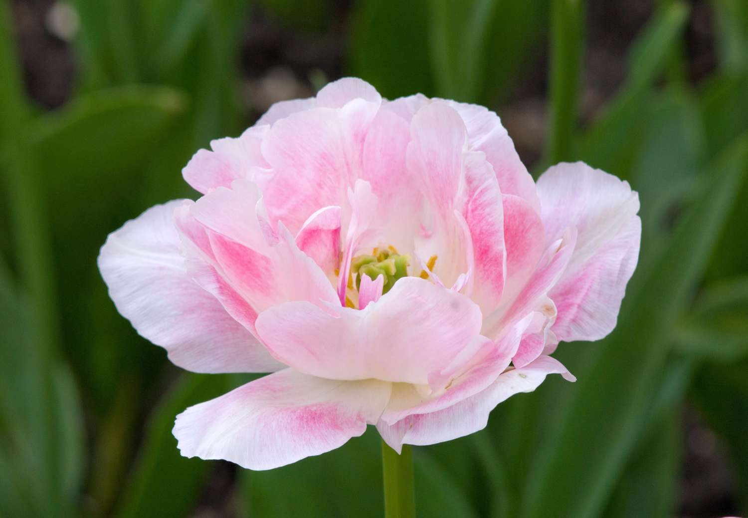 Tulppaani 'Angelique'